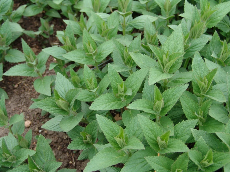 small plants growing in a garden filled with dirt