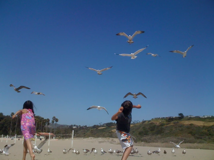 people are on the beach as seagulls fly overhead