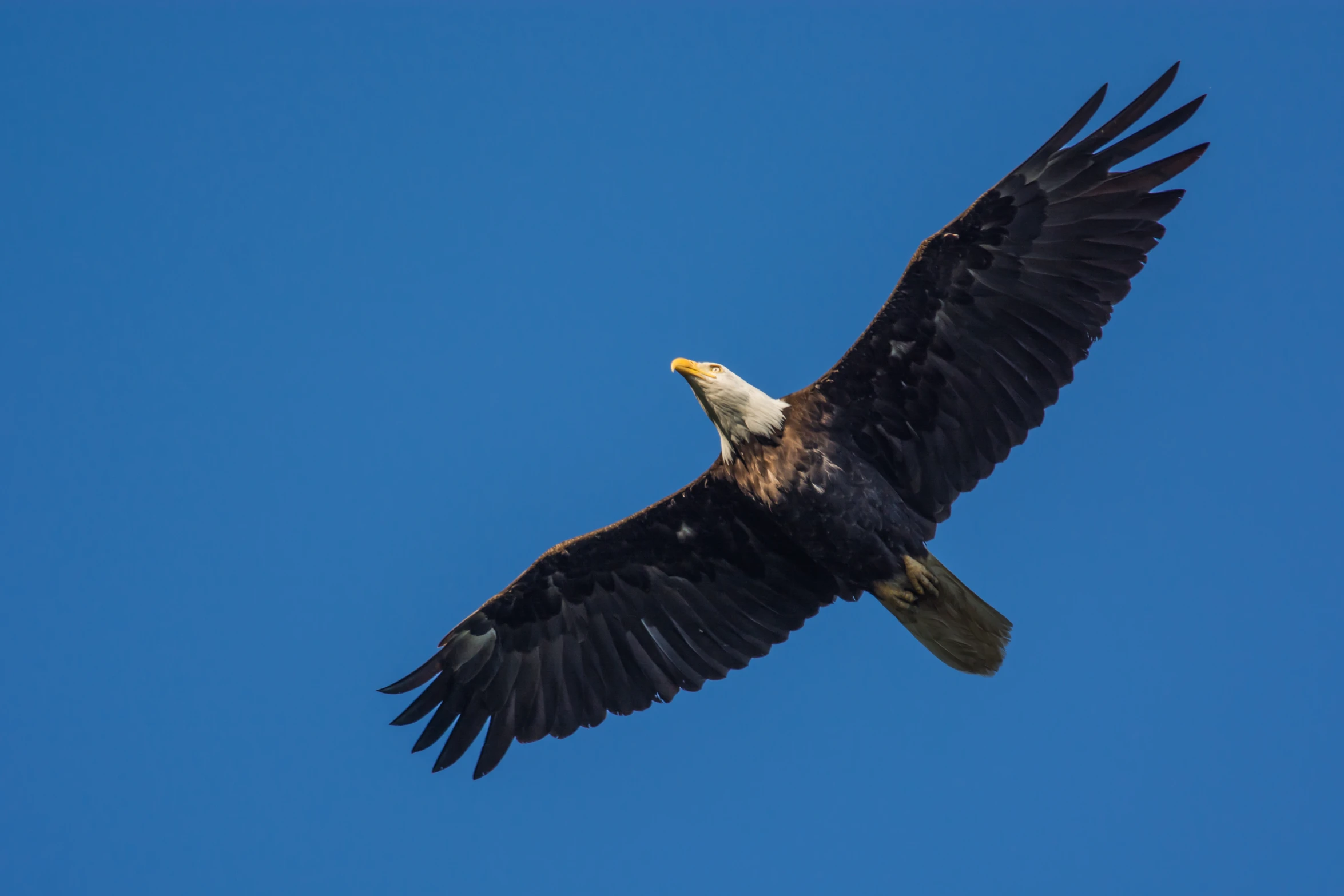 a bald eagle soaring in a blue sky