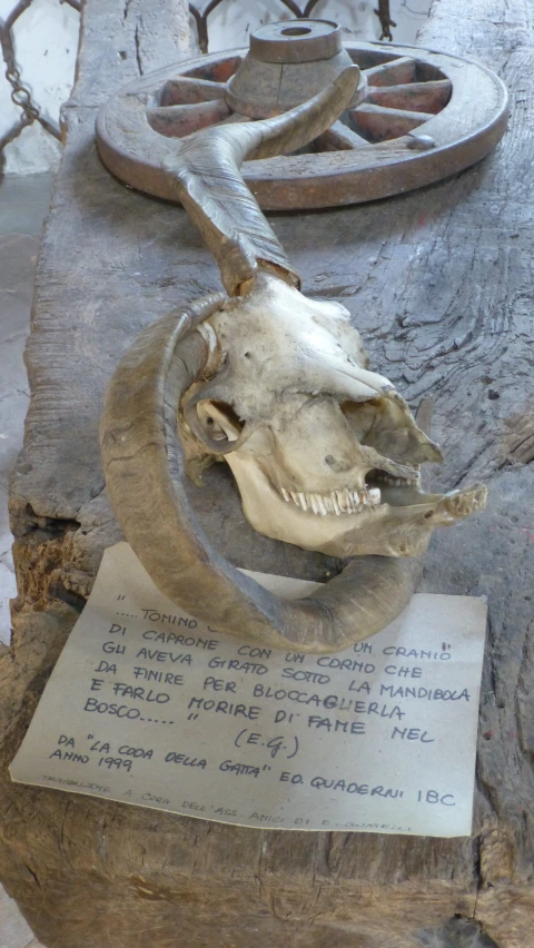 a fake animal skull inside of a wooden enclosure