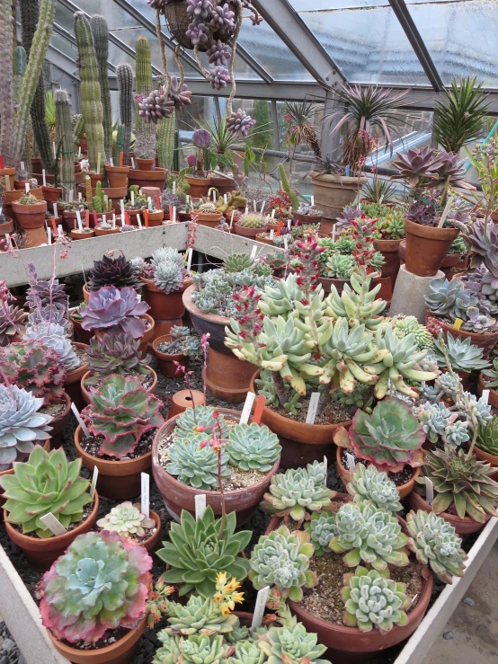 pots of different succulents in a large greenhouse