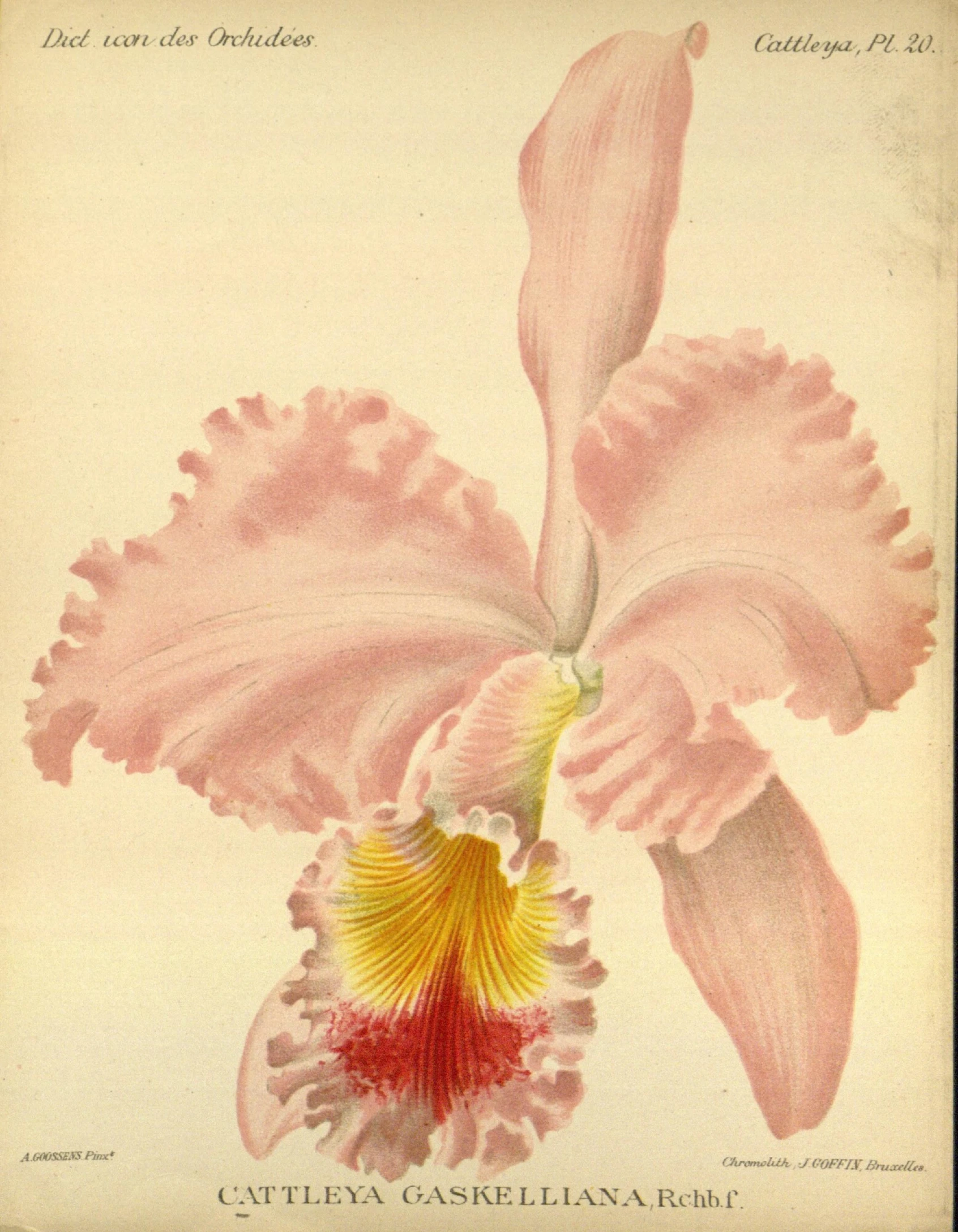 a drawing of a flower that is pink and yellow