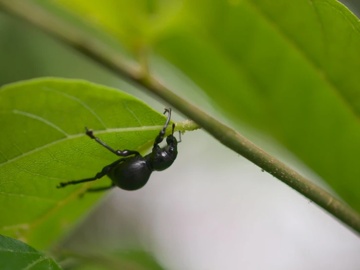 a black beetle is sitting on a leaf