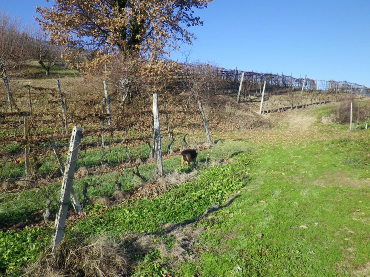 a bear walks beside the fence on a hillside