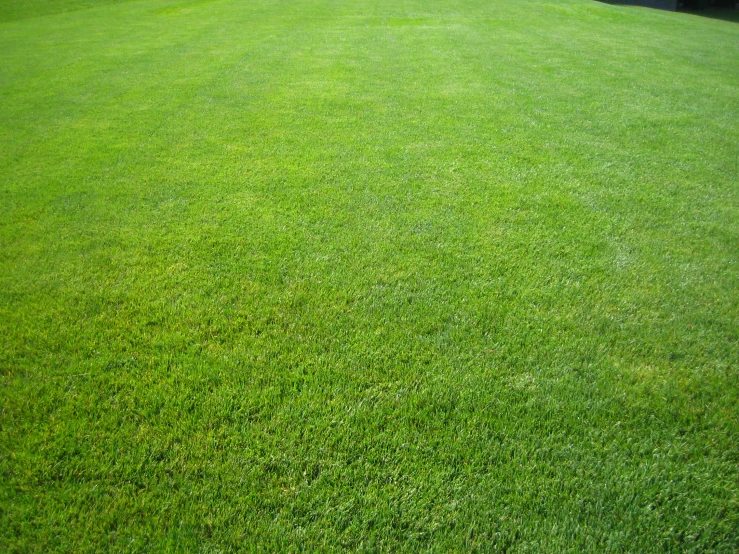 close up view of green field with trees in the background