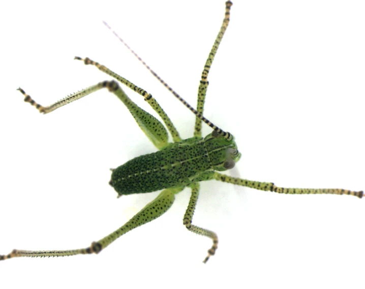 a green insect sitting on top of a white wall