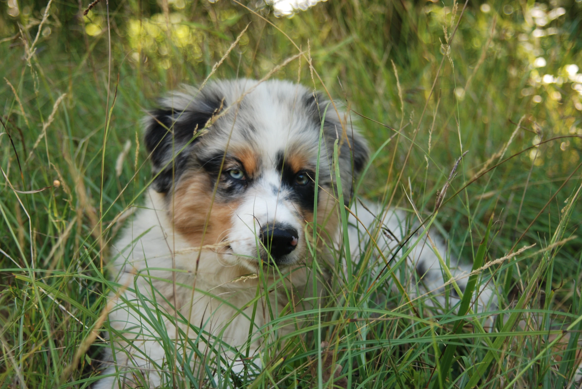 a dog in the grass stares into the camera