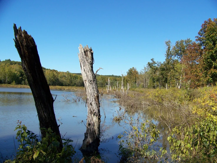 a tree trunk in the water with an island behind it