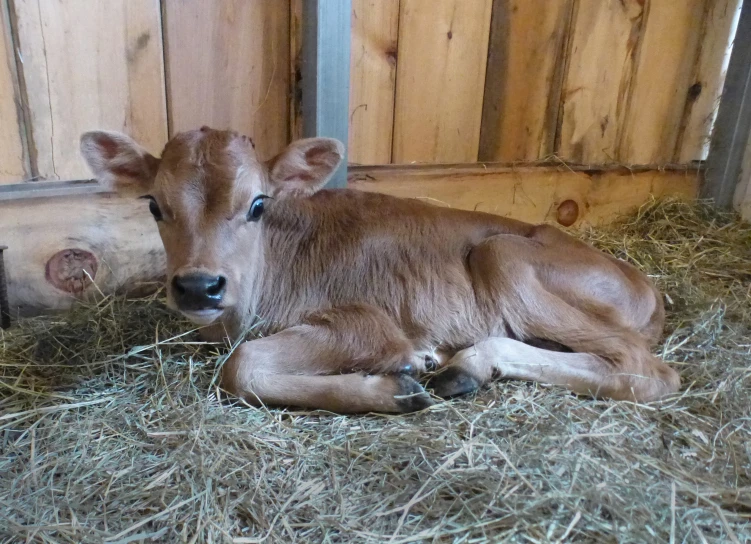 a calf in a barn resting on some straw