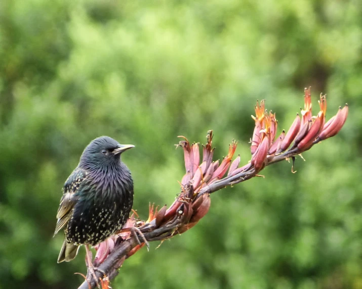 a bird is sitting on top of a nch