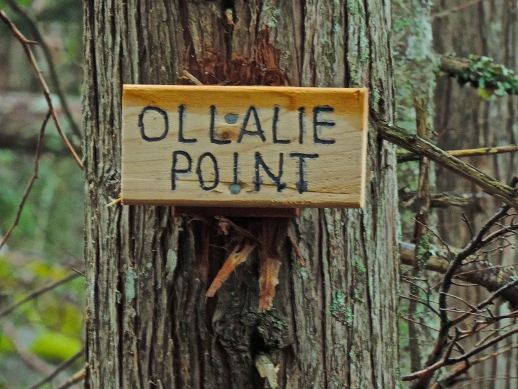 there is a sign saying oilale point on a tree