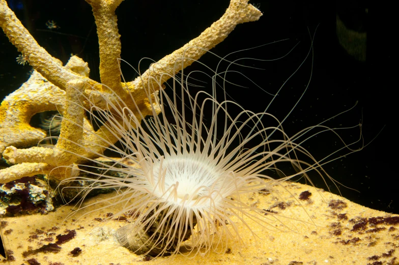 an orange and white animal floating near some plants