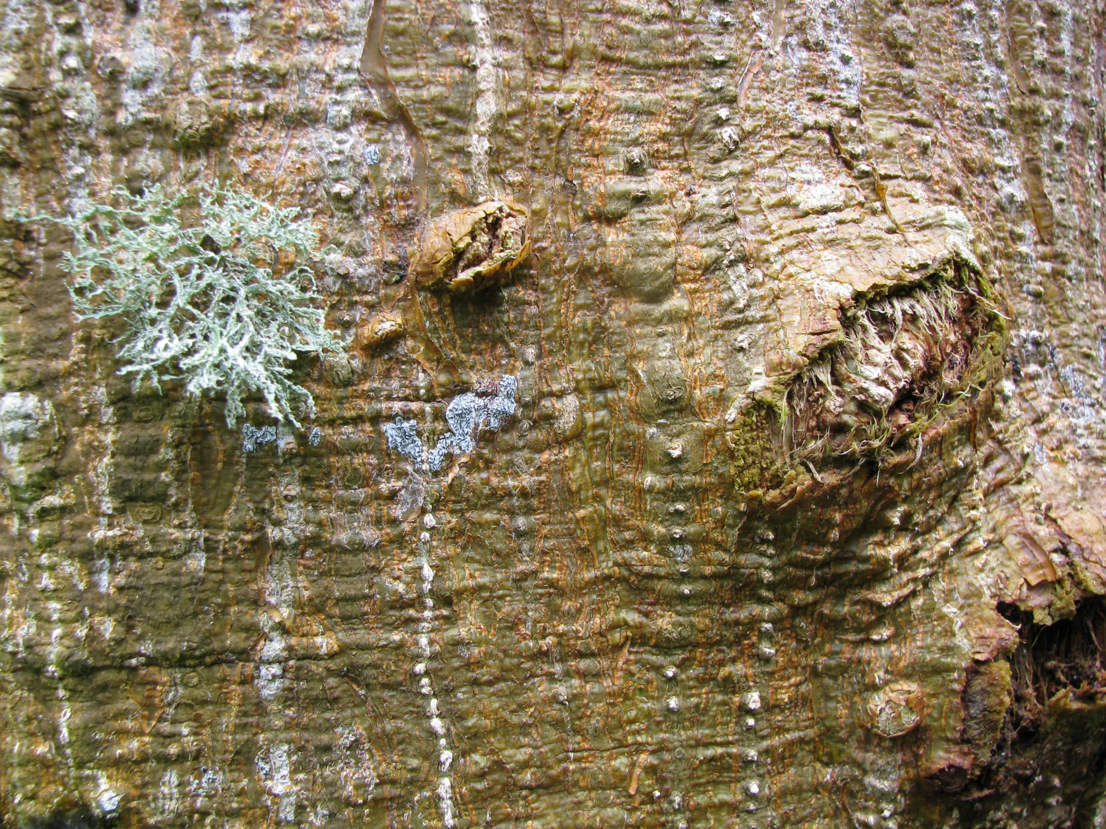 a piece of tree bark with lichen and green leaves