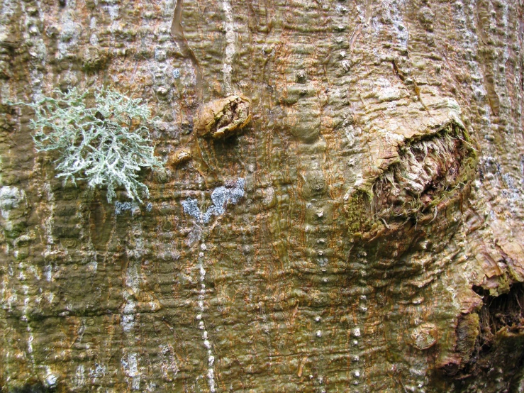 a piece of tree bark with lichen and green leaves