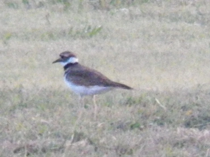 this is a small brown bird in the field