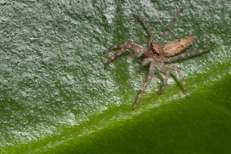 a brown spider sitting on top of a green leaf