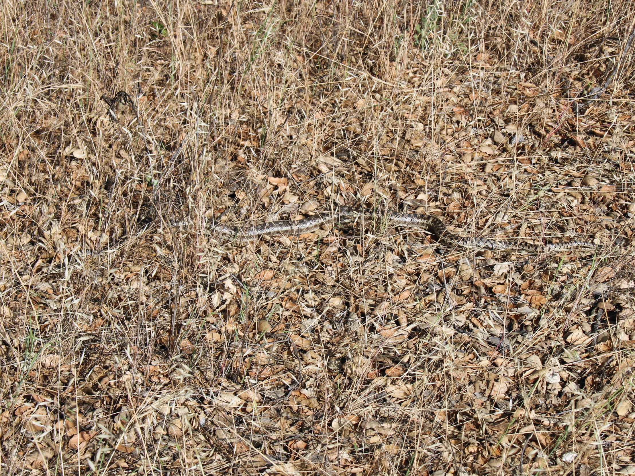 the brown grass has been cut down and dried