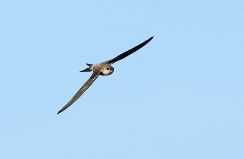 a large bird flying through the air on a sunny day