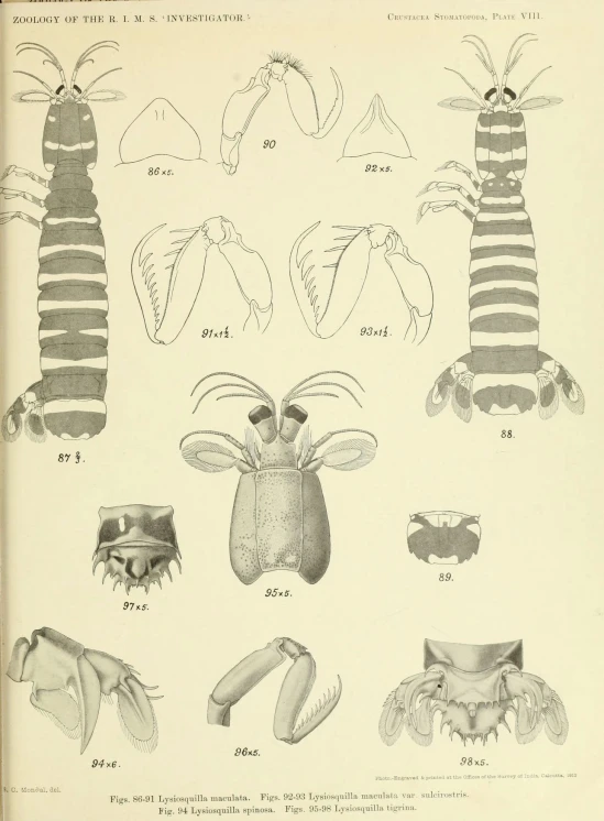 a drawing of a pair of mitts and gloves in black and white