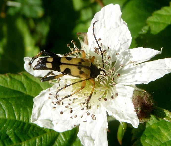 a close up of some bugs on some white flowers