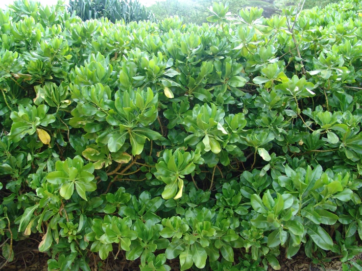 a hedge with some small green leaves