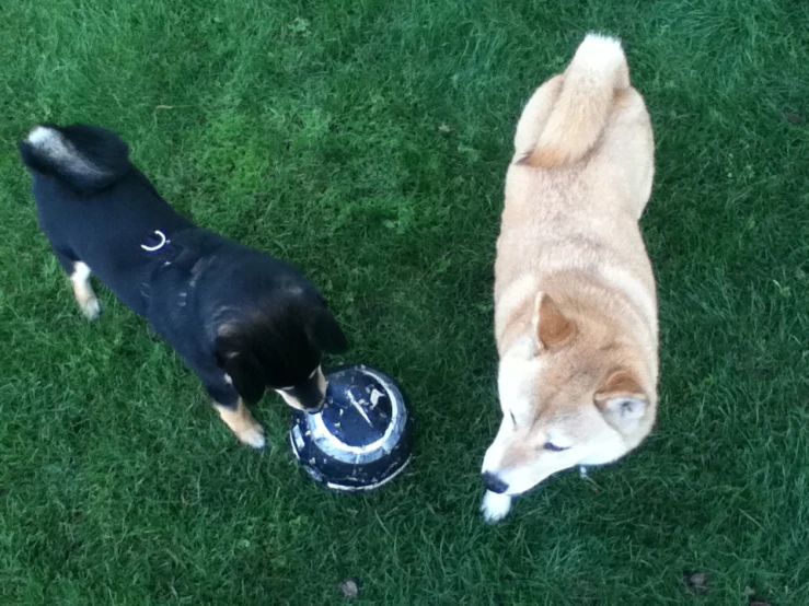 two dogs playing with each other on a grassy field