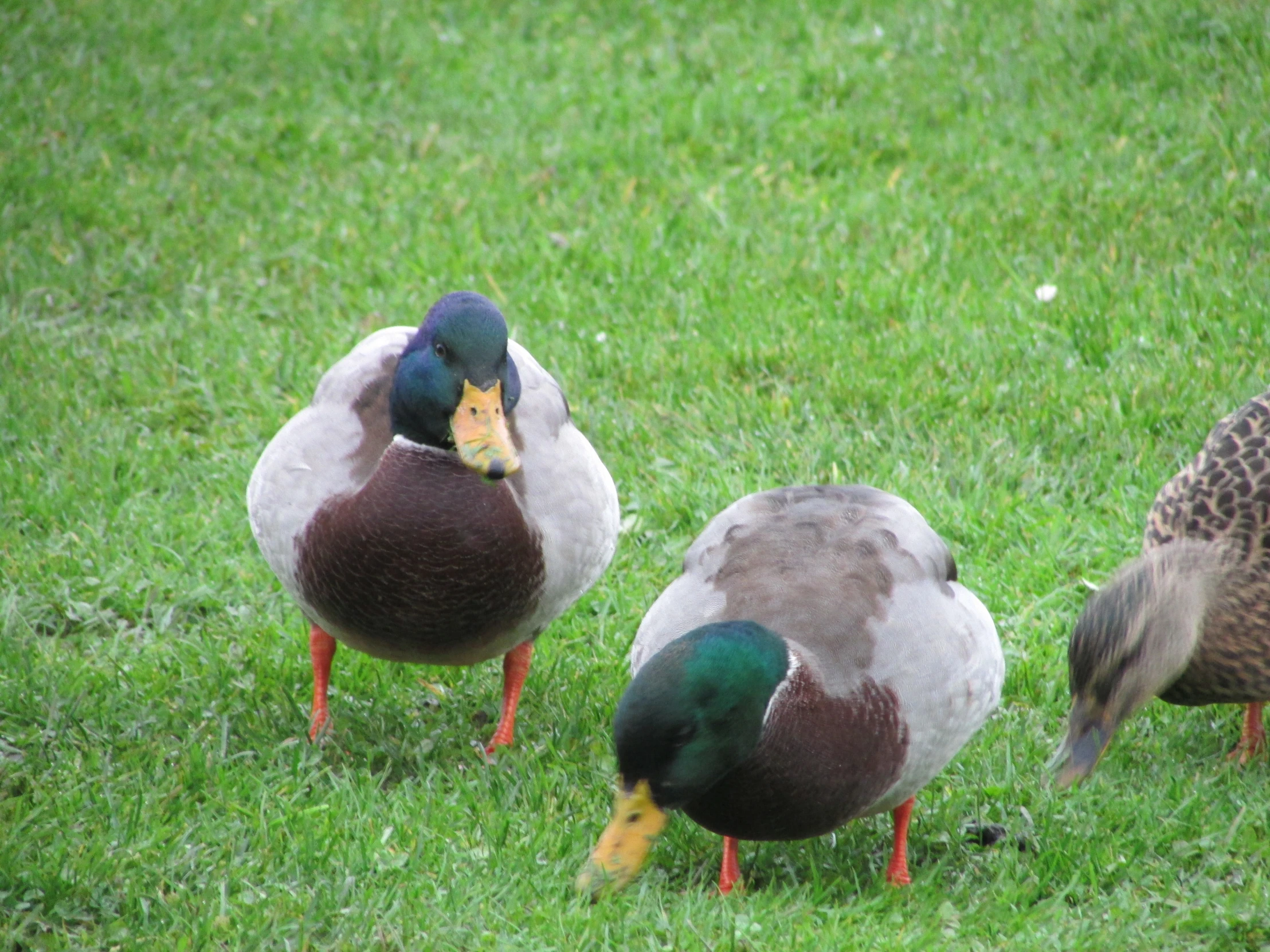 three ducks standing on top of a lush green field