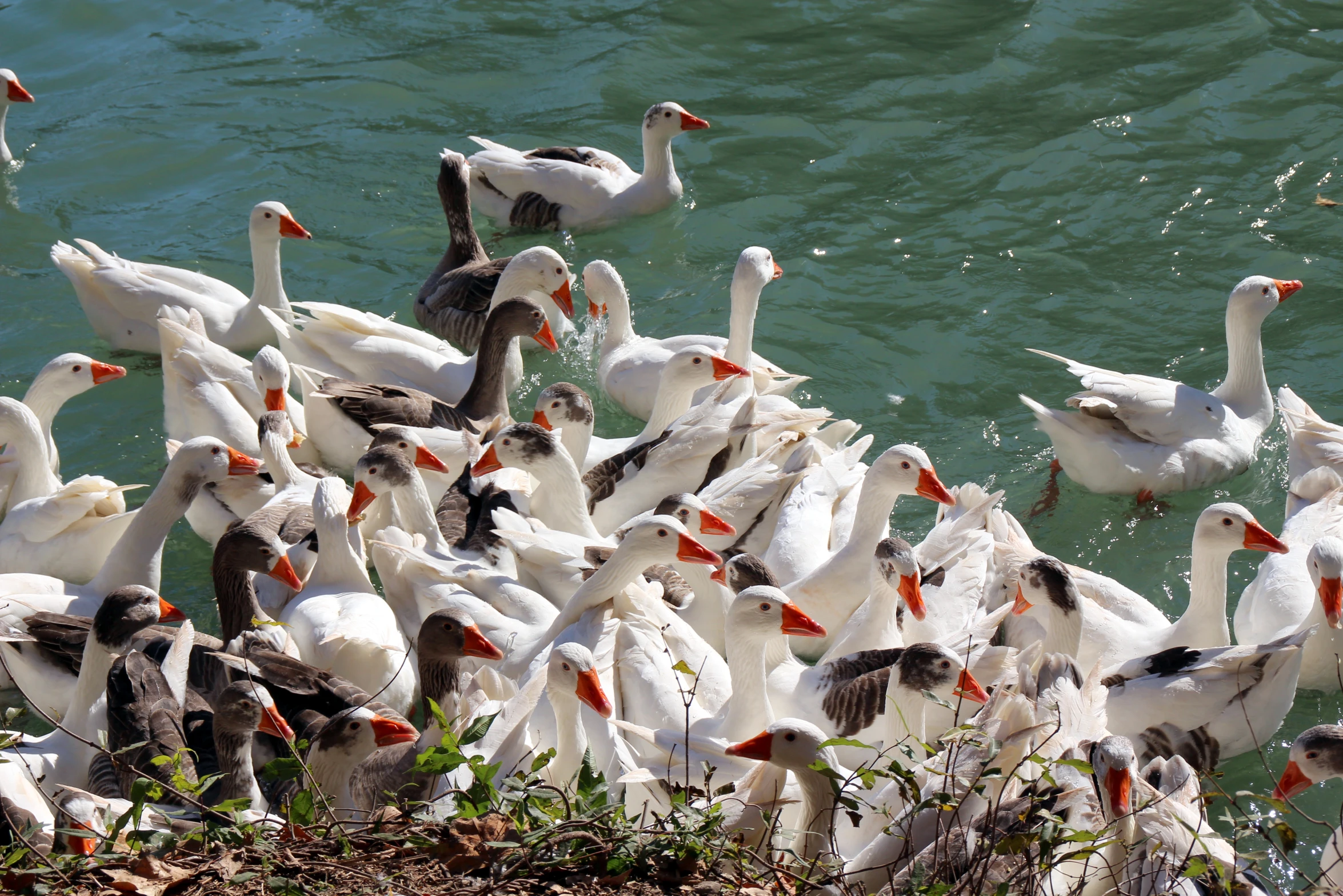 large flock of birds sitting near the water