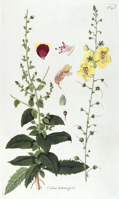 a painting of some flowers on a white background