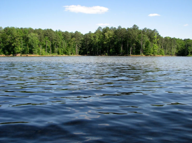 some water surrounded by trees on a sunny day