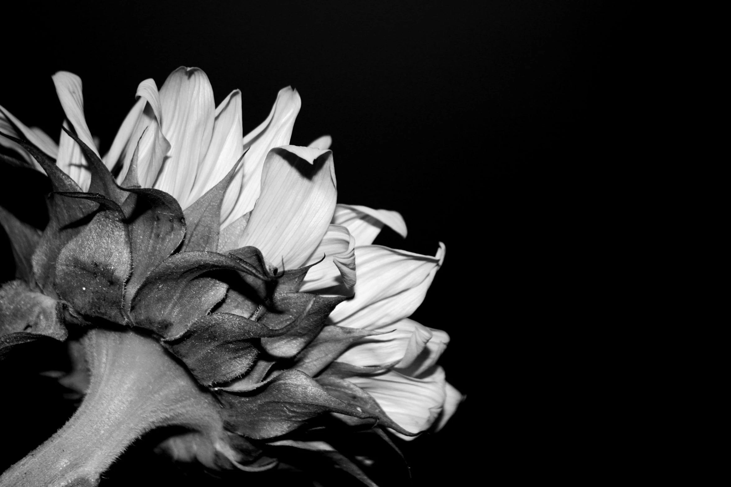 sunflowers against a black background with only one single flower still on the stem