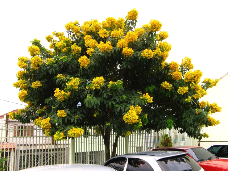 flowers are seen on the tree next to parked cars