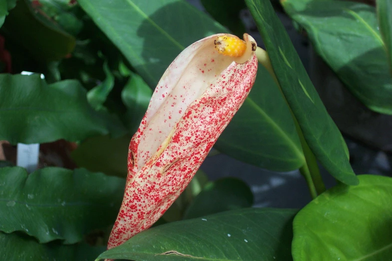 a single red and yellow flower with yellow stamen