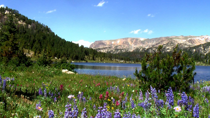 a large field full of wildflower next to a lake