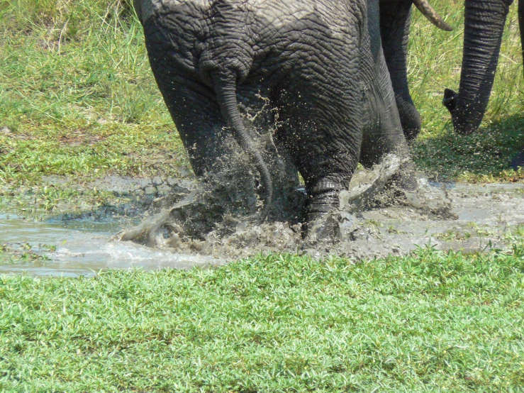 an elephant walks through some water while in the grass