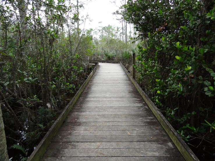 a wood walkway is going through some trees