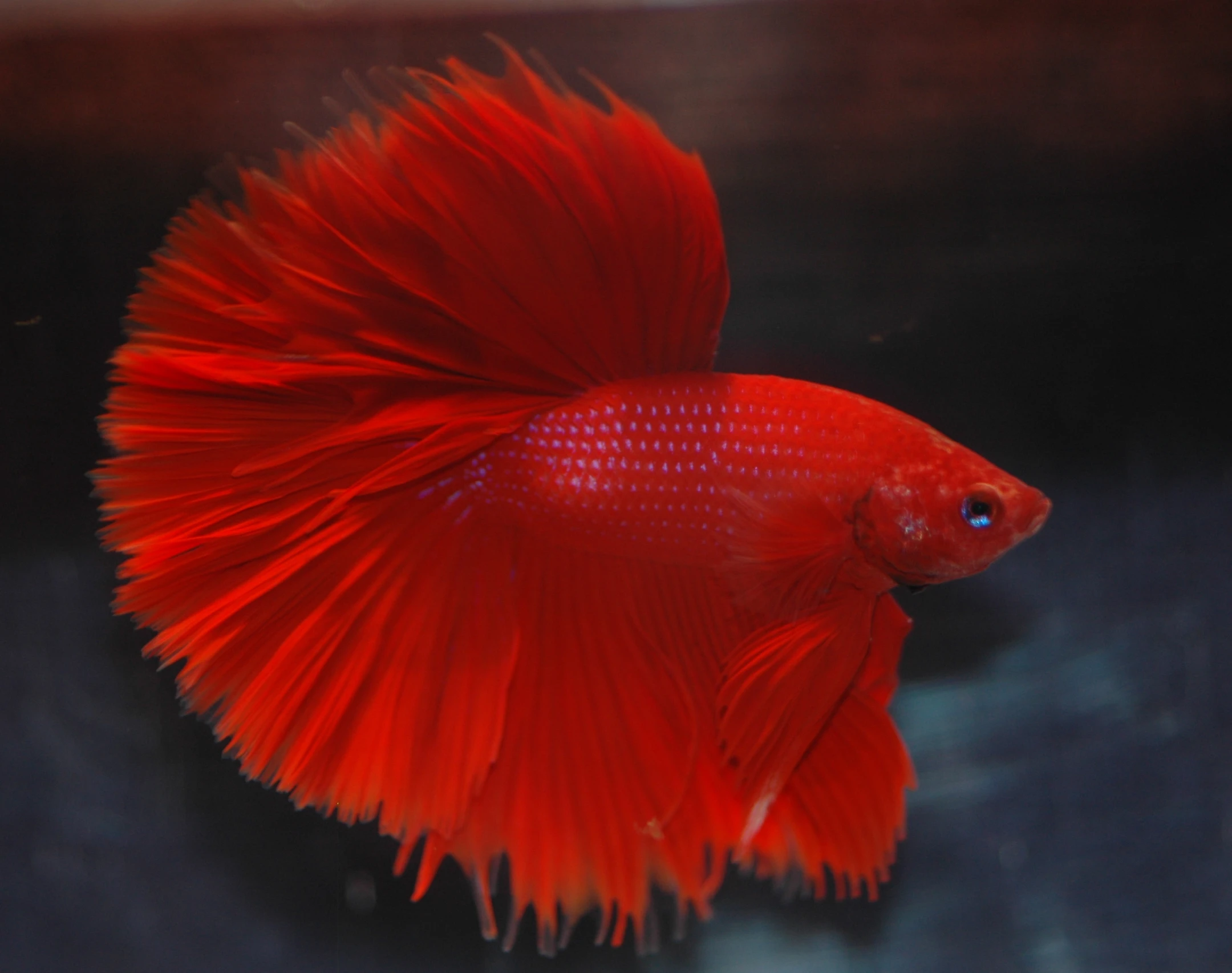 a red siamese fish sitting in a large aquarium