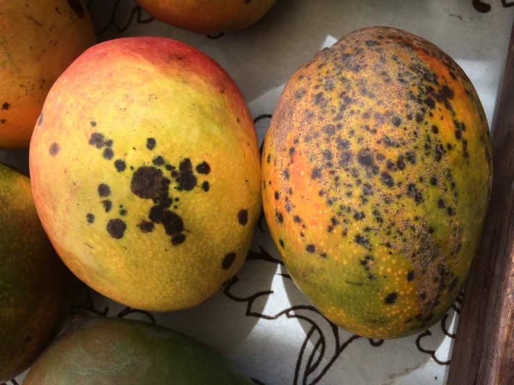 several oranges with blotches sitting on a cloth