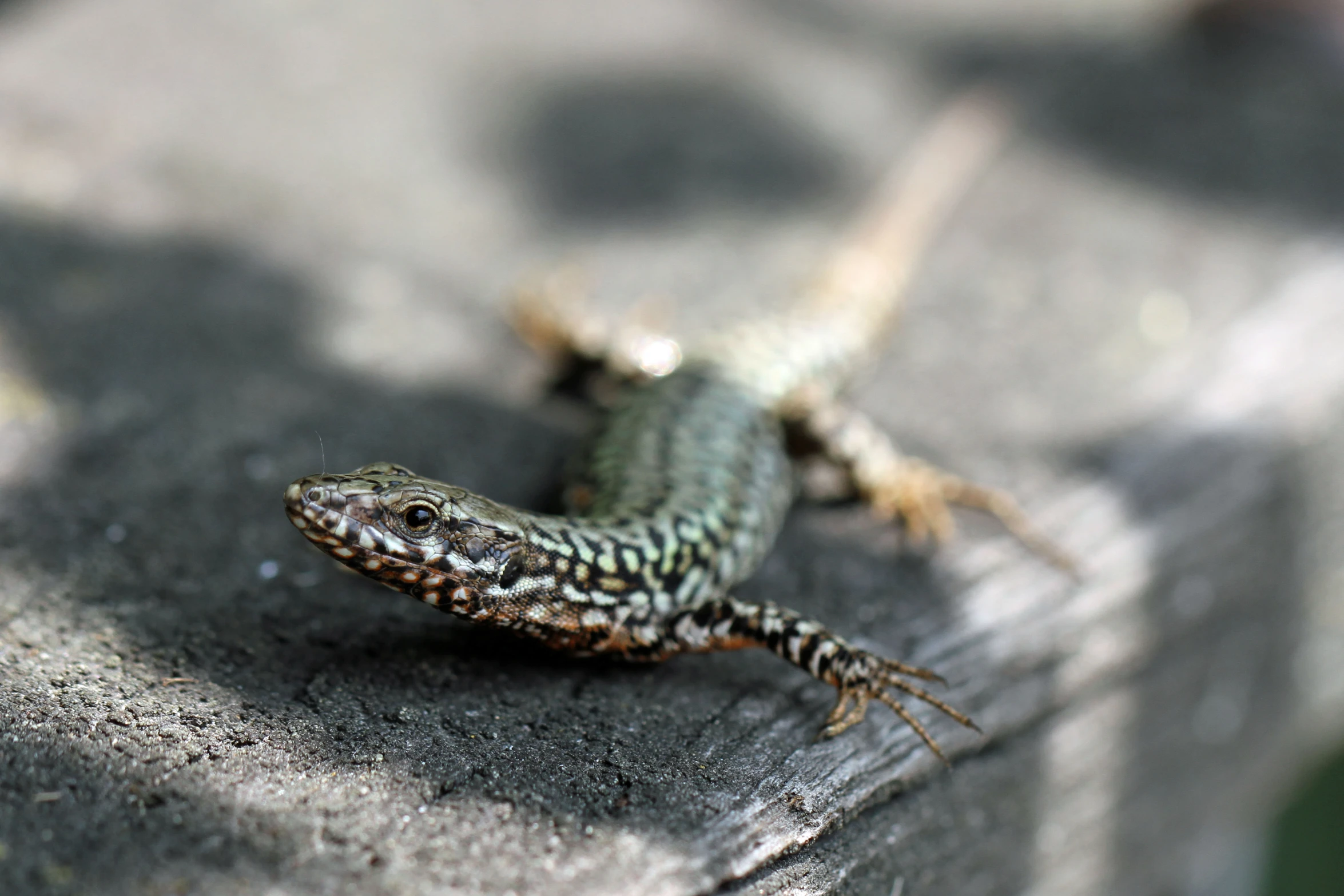 a small lizard sitting on top of a concrete slab