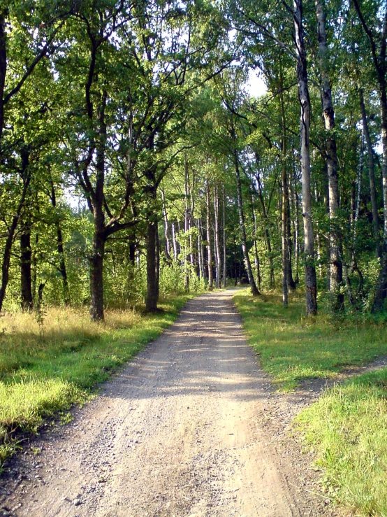 a dirt road is bordered by trees and greenery