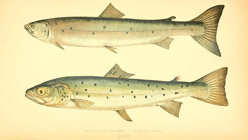 two fish are depicted in this illustration from the book, fish