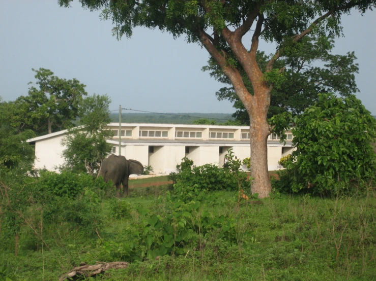 an elephant standing in front of a house