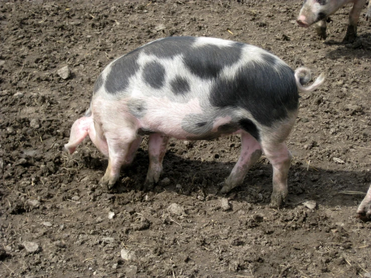 there are three pig in a field eating on the ground