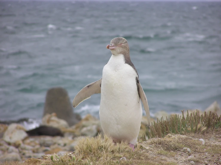 a penguin with his wings spread standing next to the water