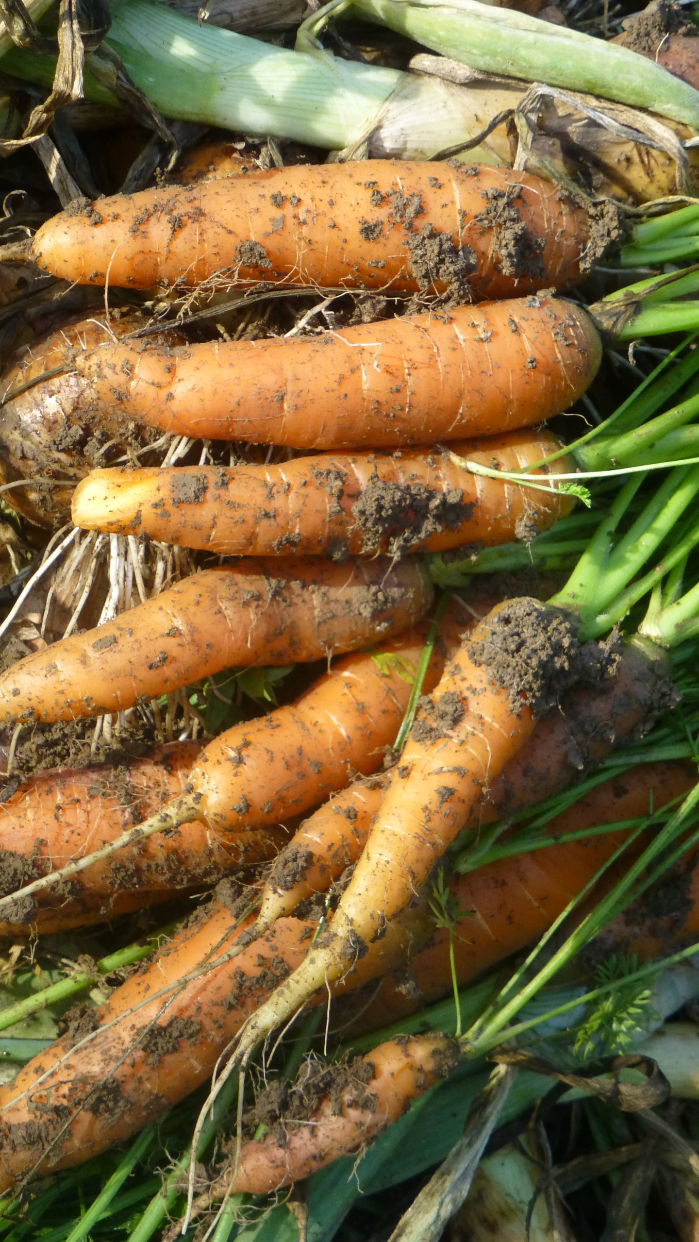 fresh carrots laying on top of the ground