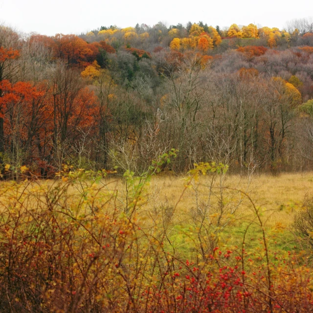 the grassy area is in the autumn with yellow and red trees