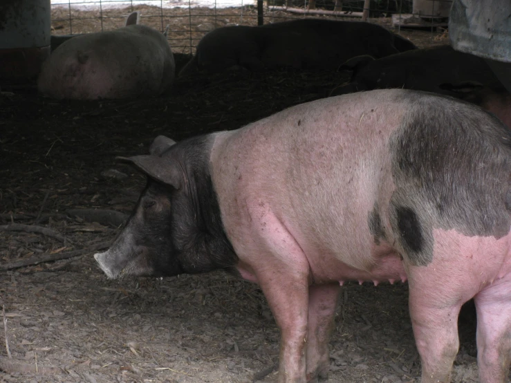 several pigs and cows in their pen at a fair