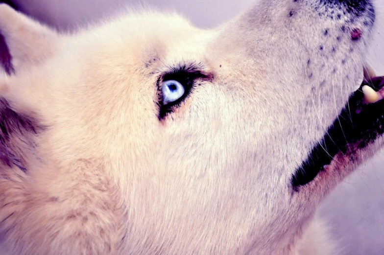 a dog with blue eyes stares straight ahead