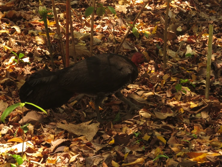 a black bird on leaves with grass and brush