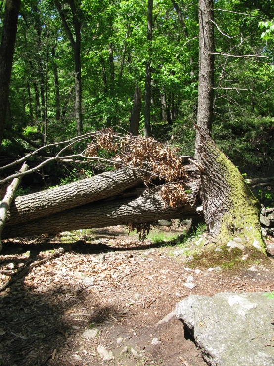 a fallen tree lying on top of a forest floor